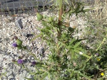 Cirsium vulgare a Latina